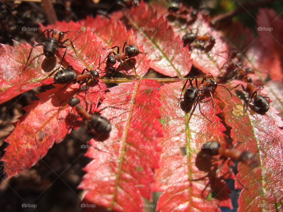 There is an ant hill close to my house.  The weather has been nice so the ants have been very busy and active. I noticed that many ants makes an interesting sound.