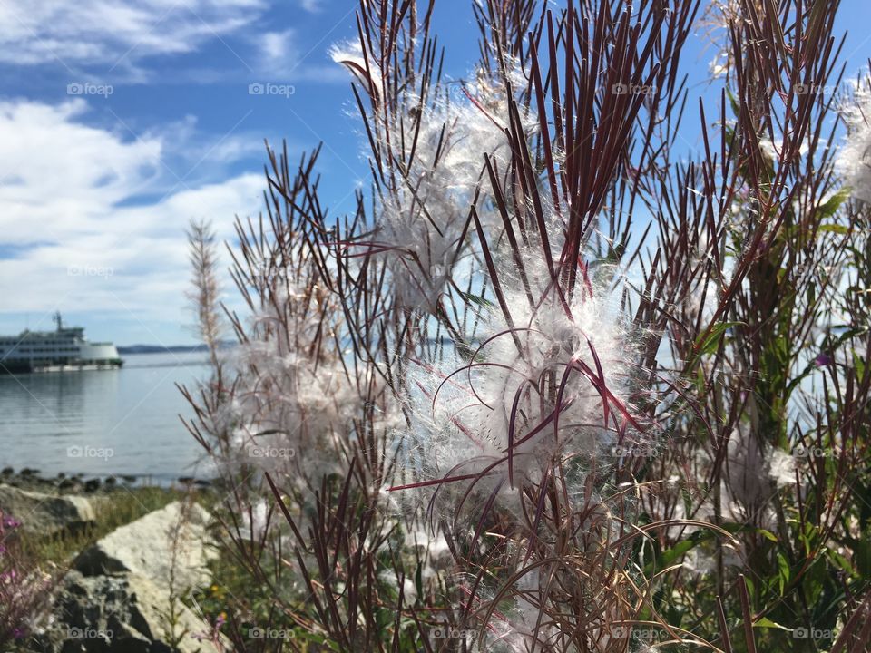 Flowers  burning on the hot sun in Sidney