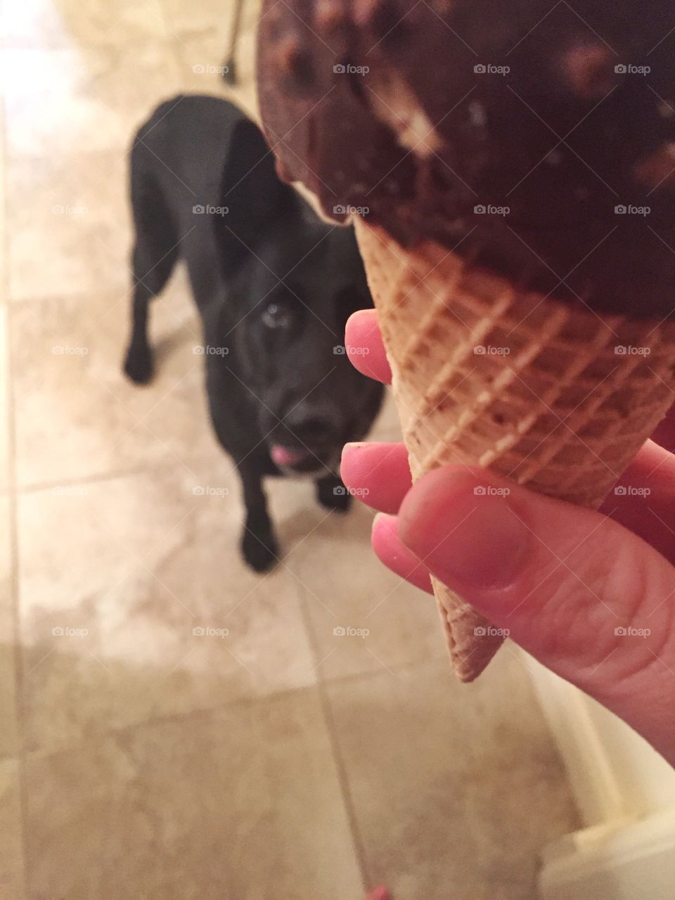 None for you. A dog begging for ice cream 
