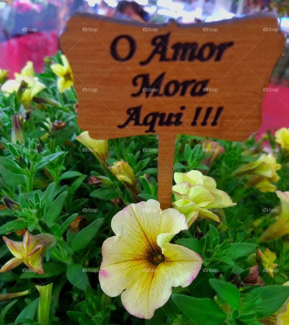 amor