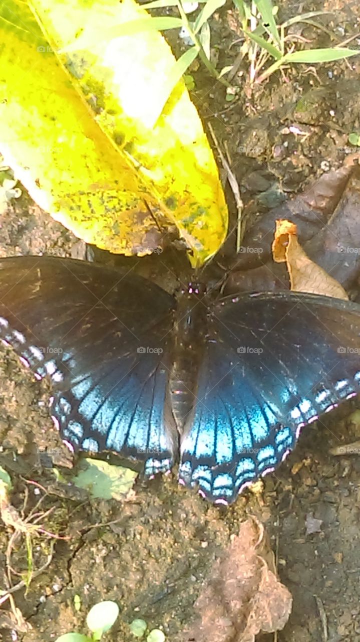 sleeping butterfly
