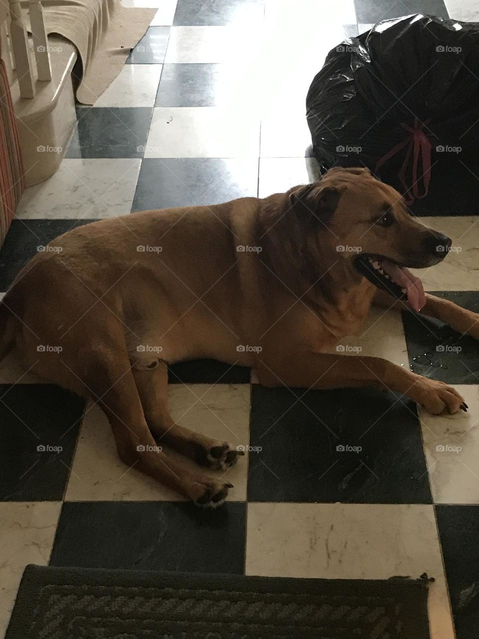 Large dog Trippy