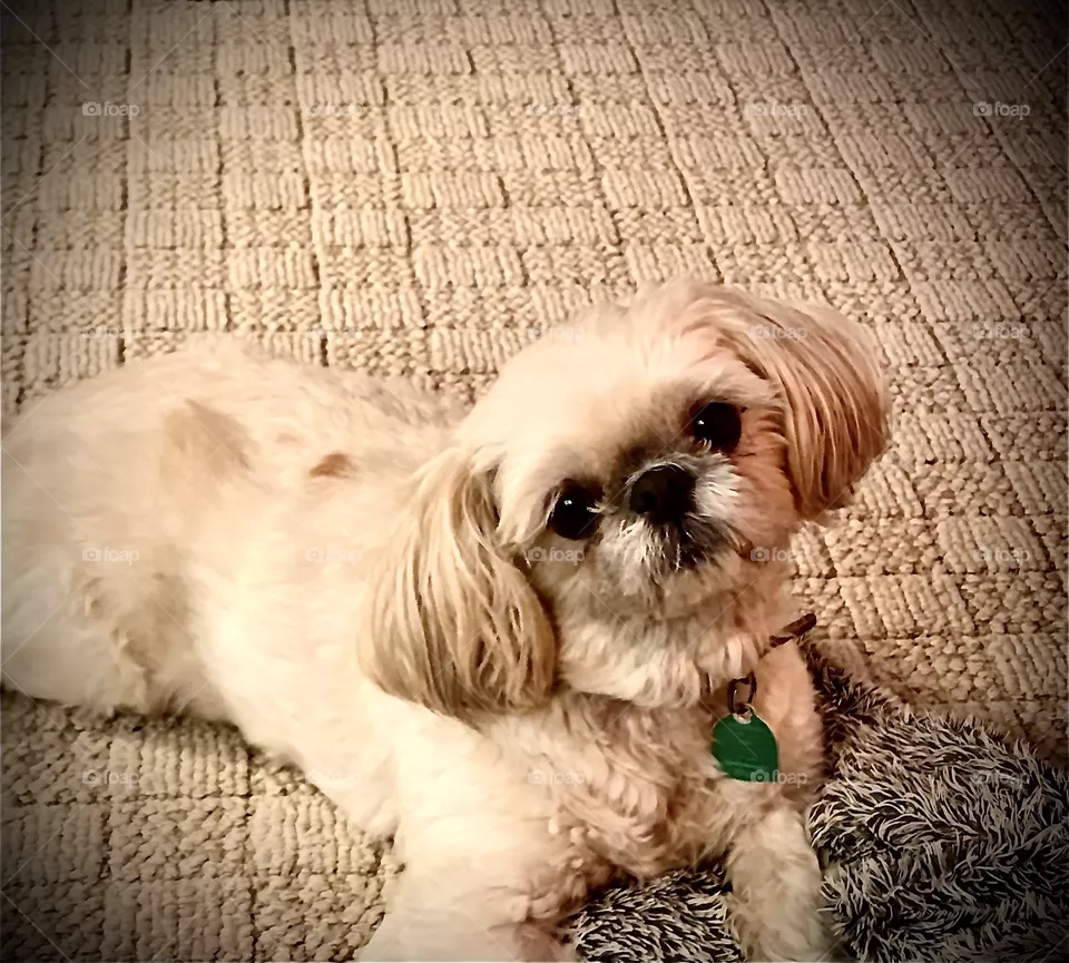Shih Tzu 