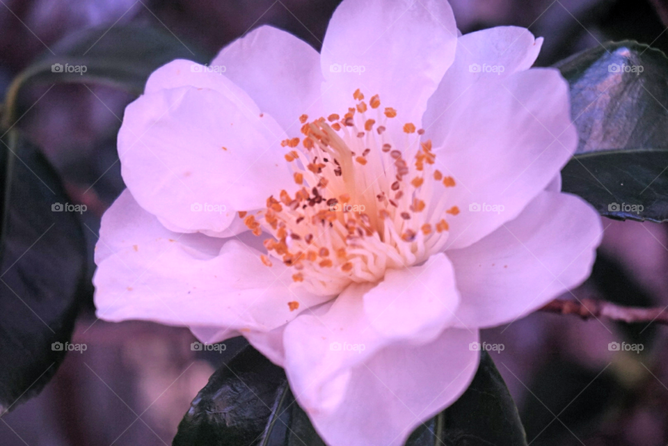 White Camellia 
Springs 
California Flowers