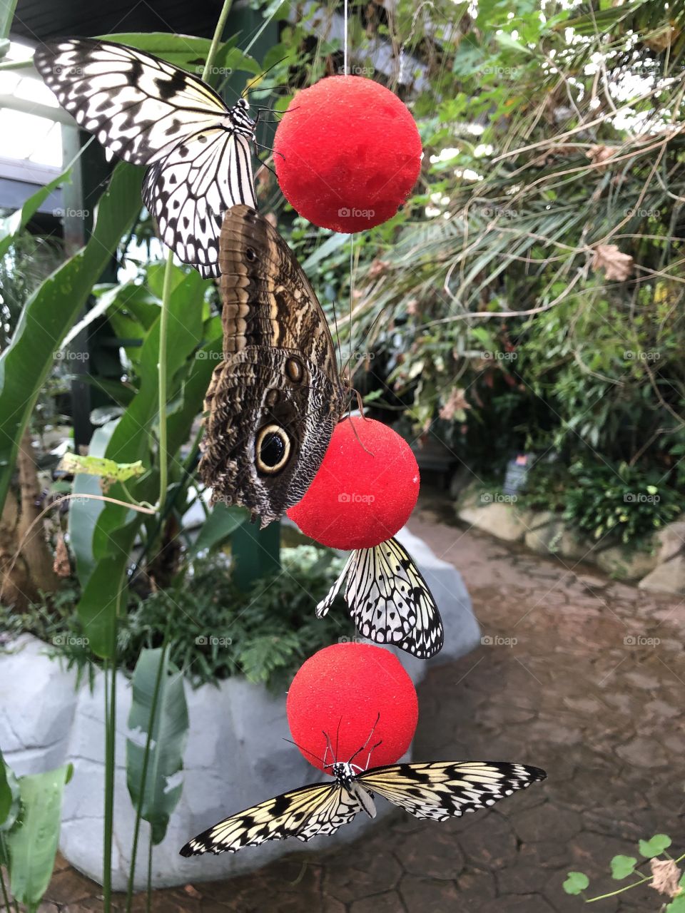 Beautiful Butterfly Gardens 
