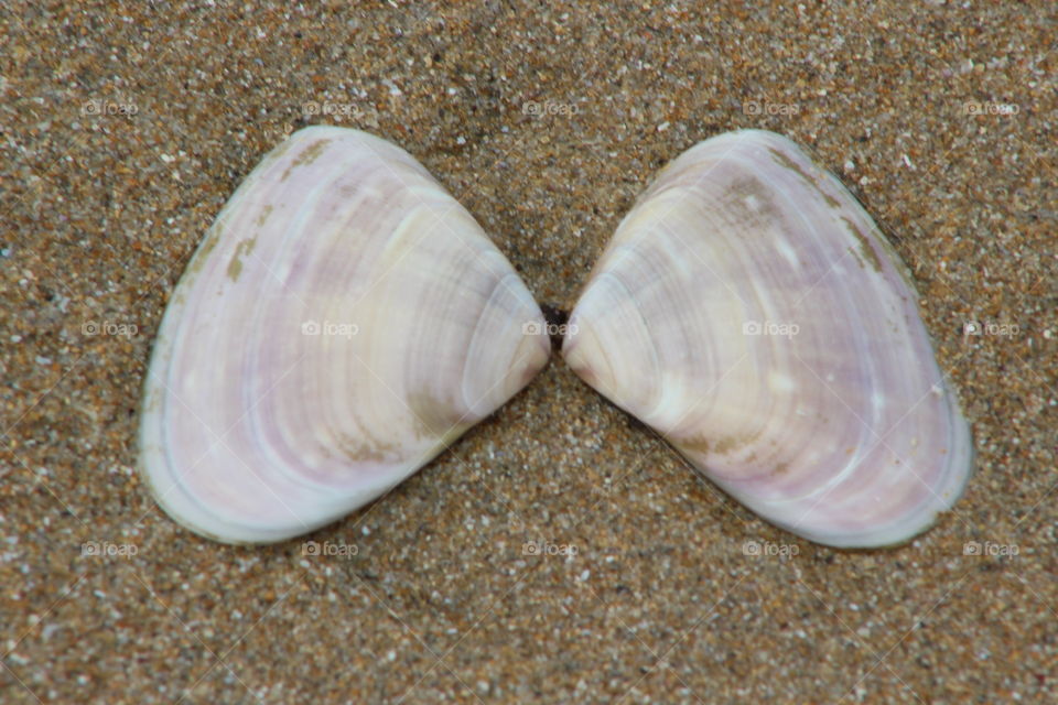 Seashells 