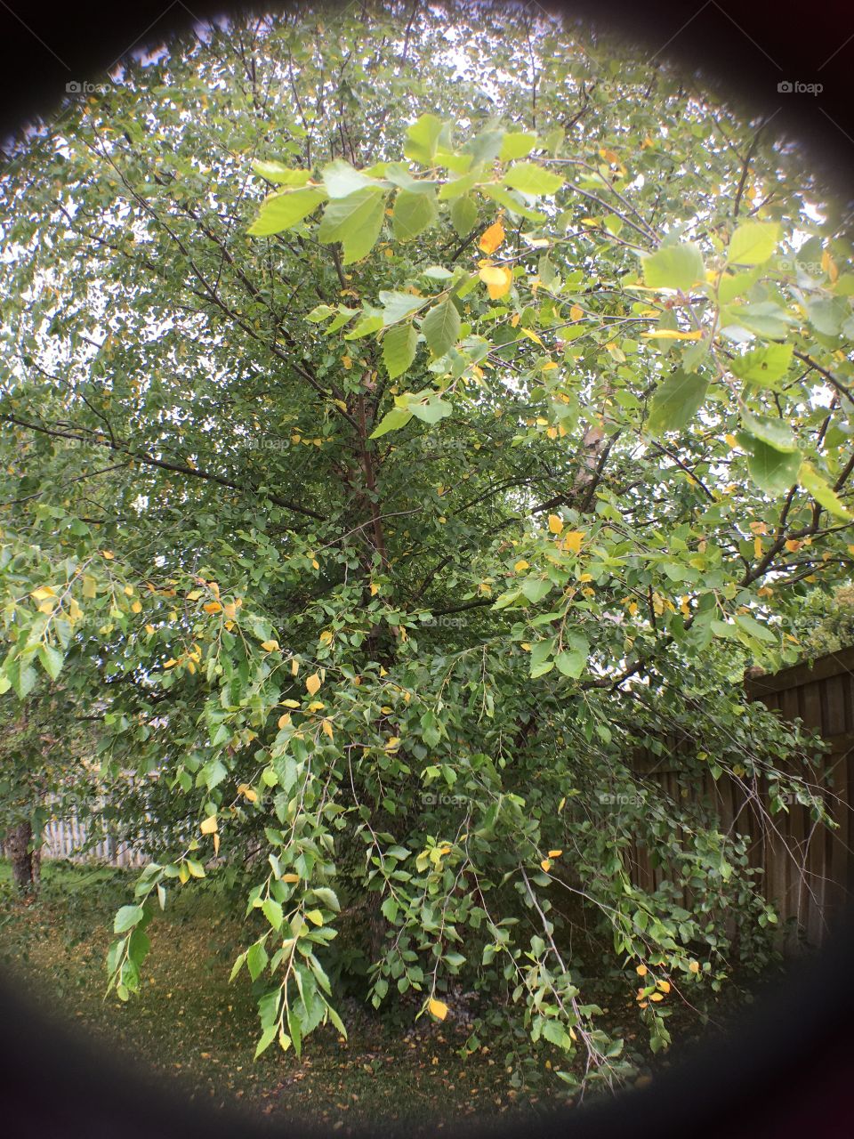 Fish eye lens of a yellow and green tree 