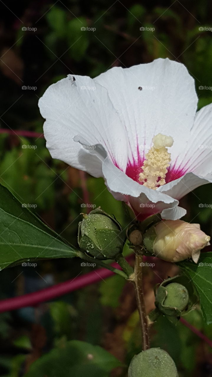 Rose of Sharon up close and personal