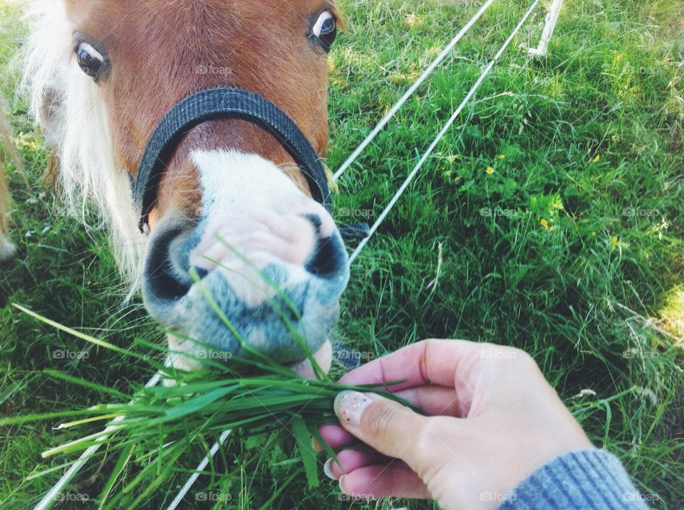 Grass, Nature, Farm, Summer, Outdoors