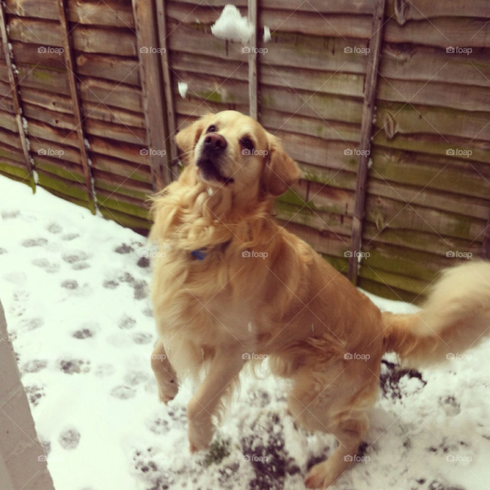 Golden retriever playing in the snow