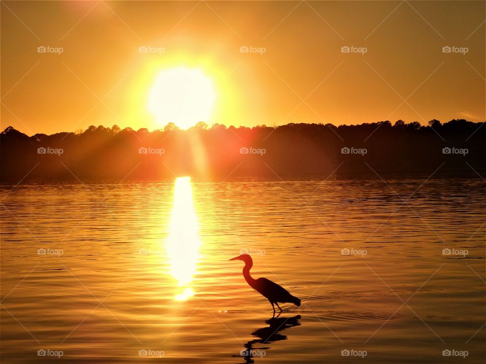 sun rays and a heron"a silhouette 