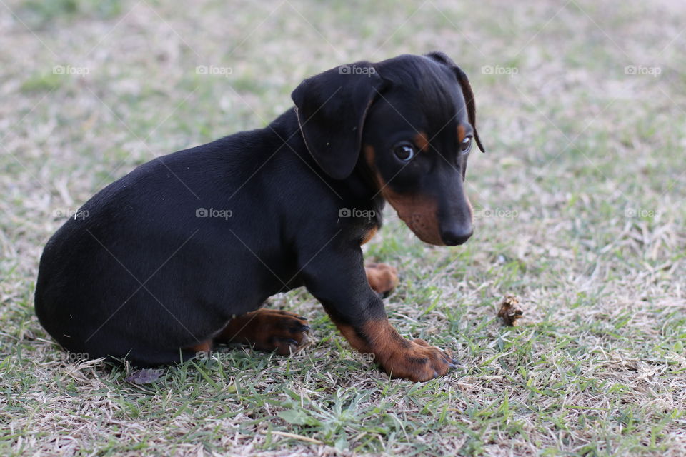 cute daschund puppy