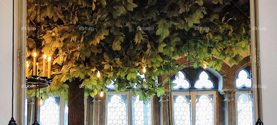 Lush green leaves hang from the ceiling at “Haus Heuport” in “Regensburg”. This and gothic narrow arched windows wi rosetta shapes and hexagonal glass panes tinted in transparent pastels give this place a feeling of luxury. 2023. Hypnotic Productions