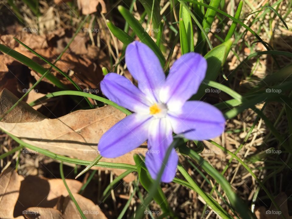 Hepatica near our house, spring is here