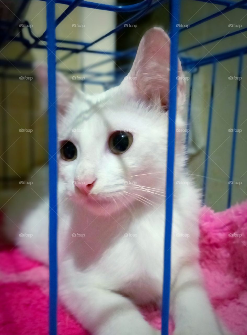 White kitten
