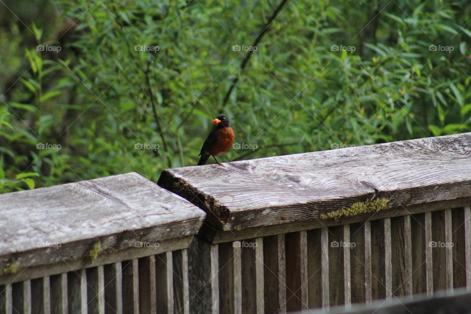 robin and salmonberry