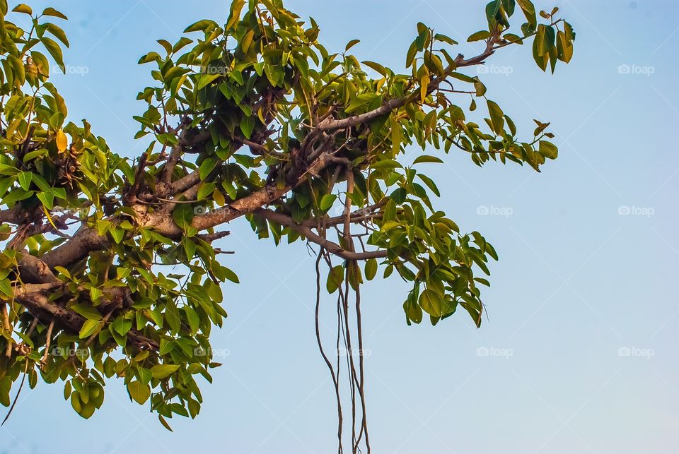 tree leafs 