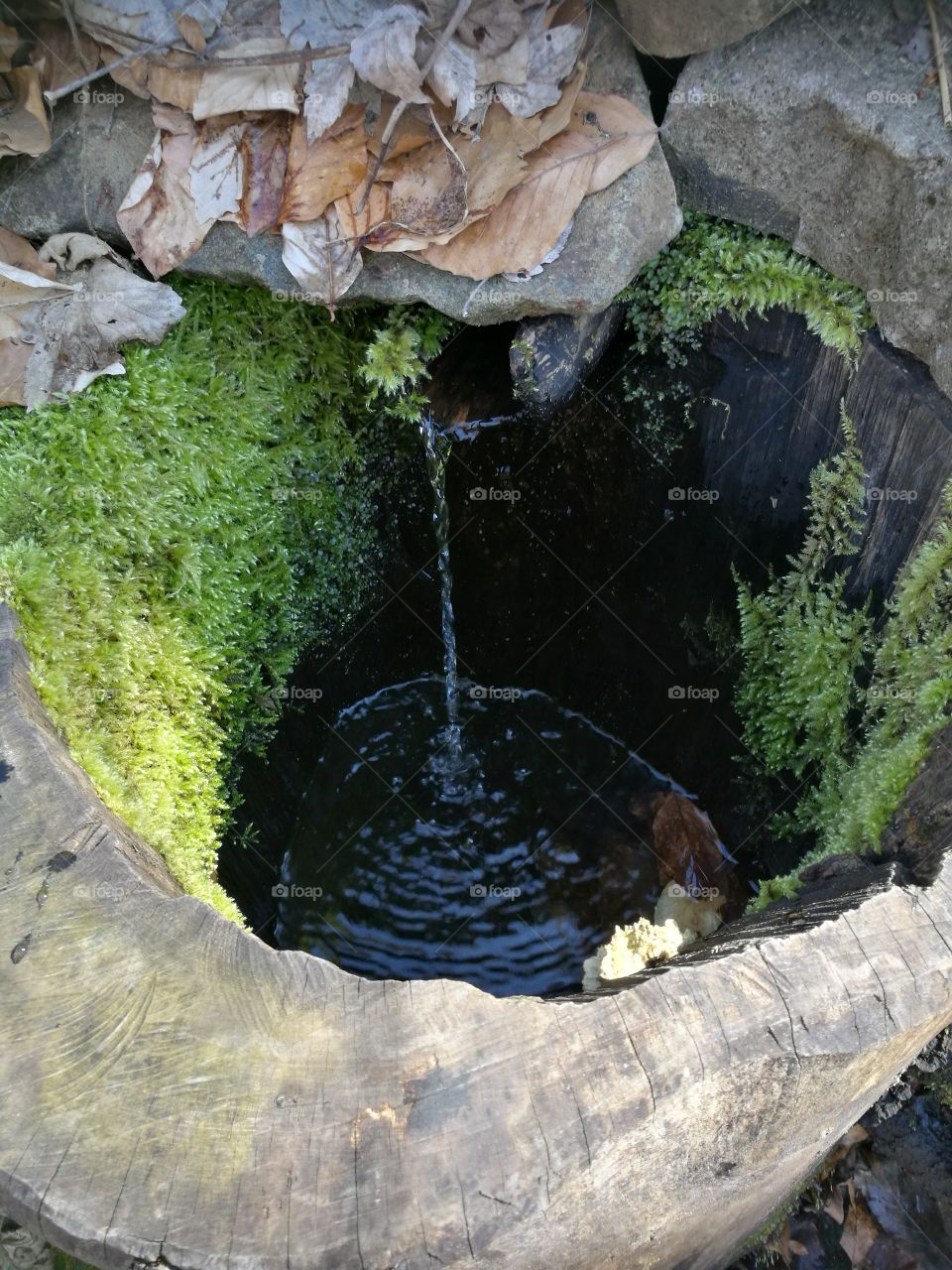 nature's water pot