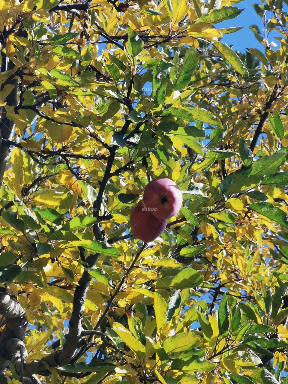 Lone survivors witnesses fall