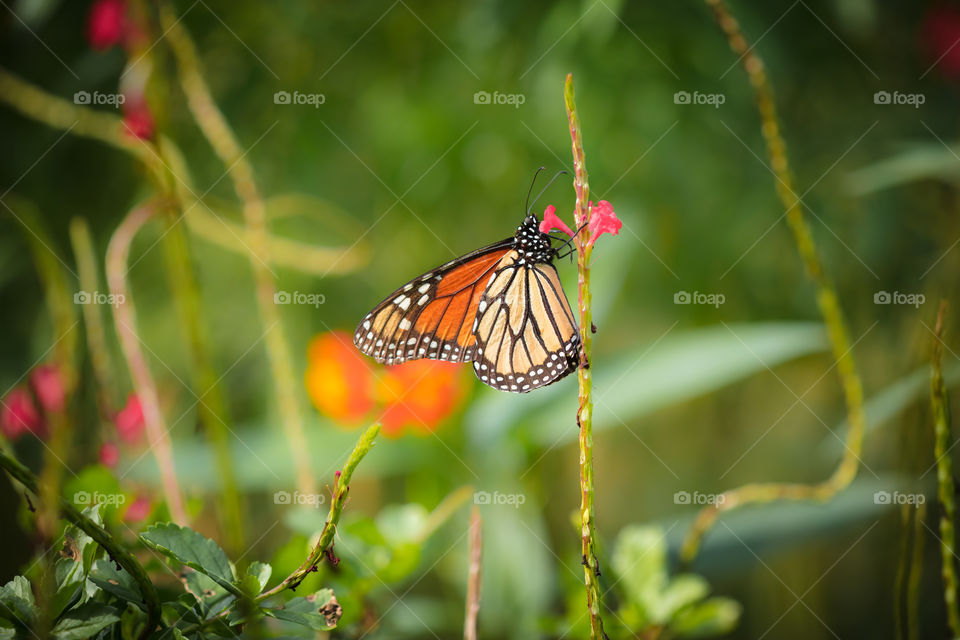 Monarch butterfly 