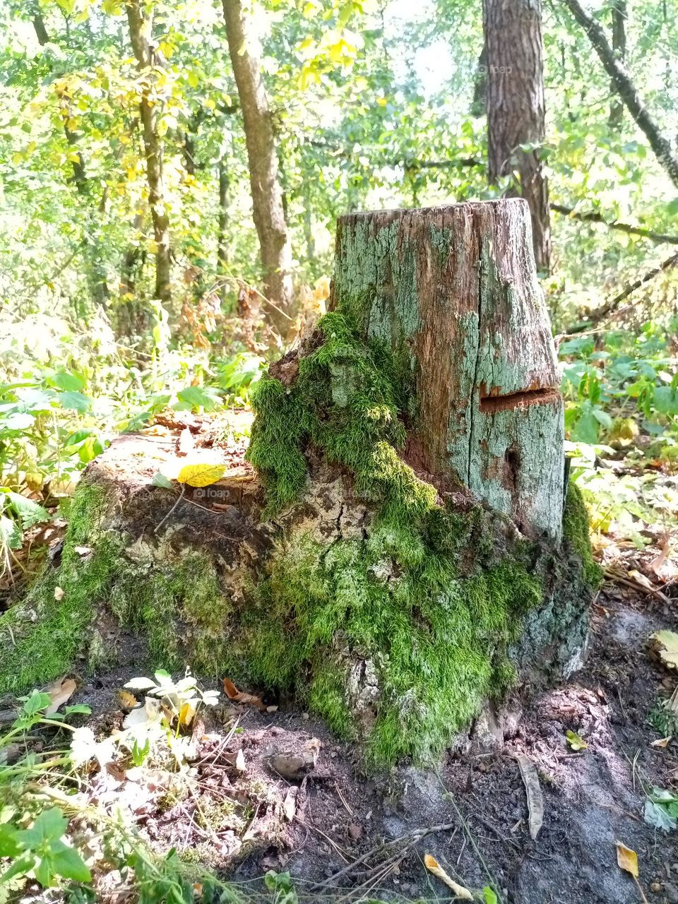 Magic stump