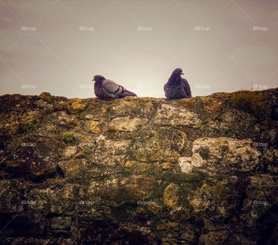 Pigeons on a wall