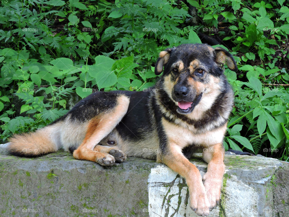 Dogs of the Himalayas