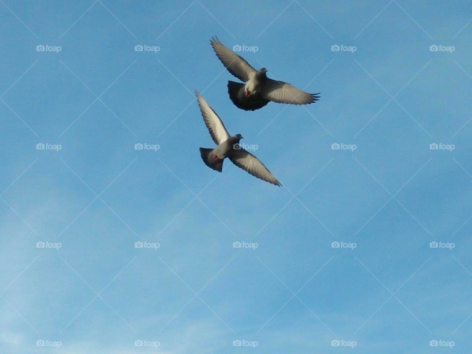 Two flying pigeons cross the sky.