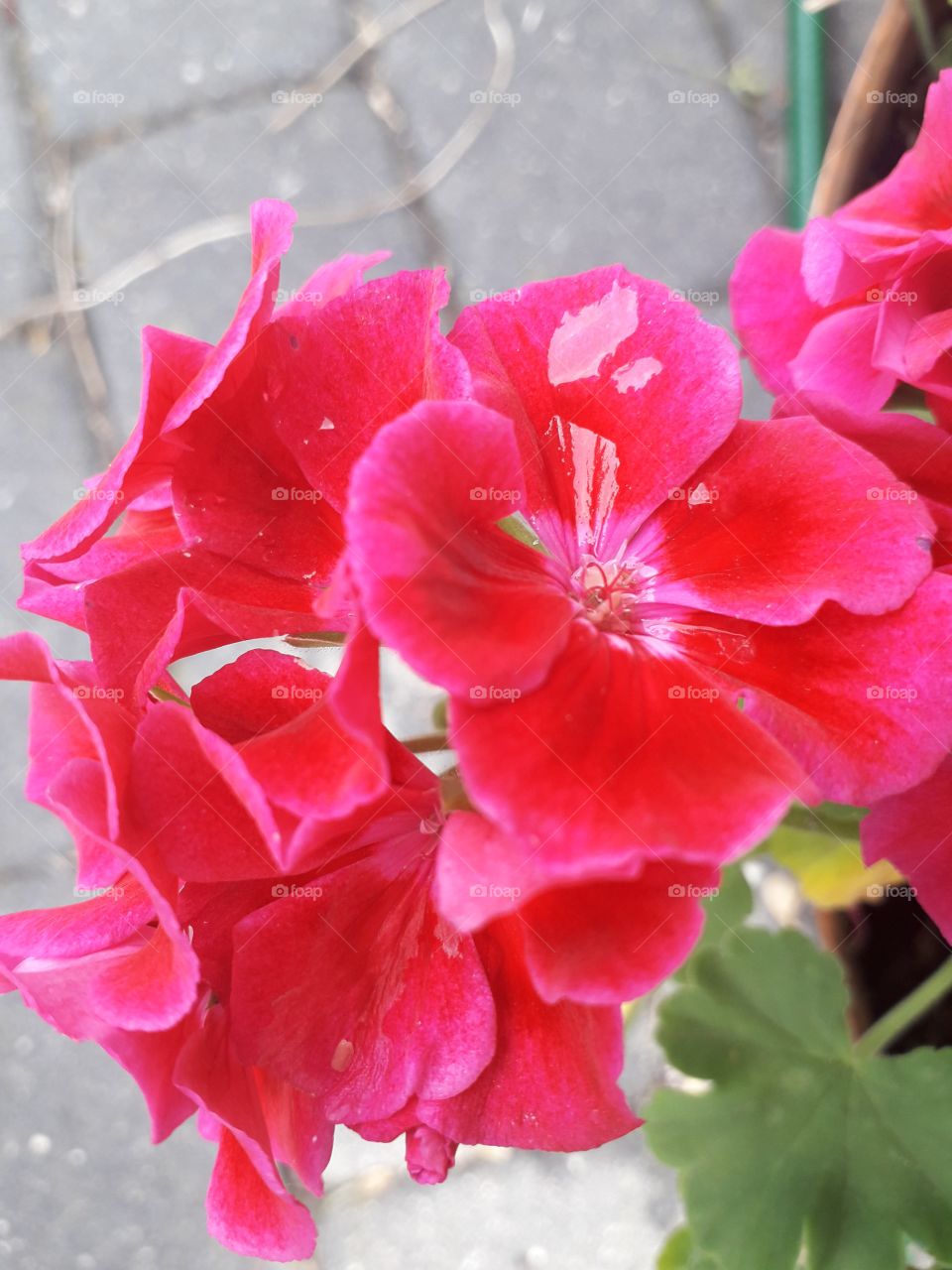 pink geranium on a grey background