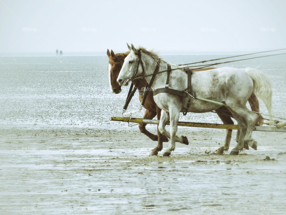 Horses on mud flat