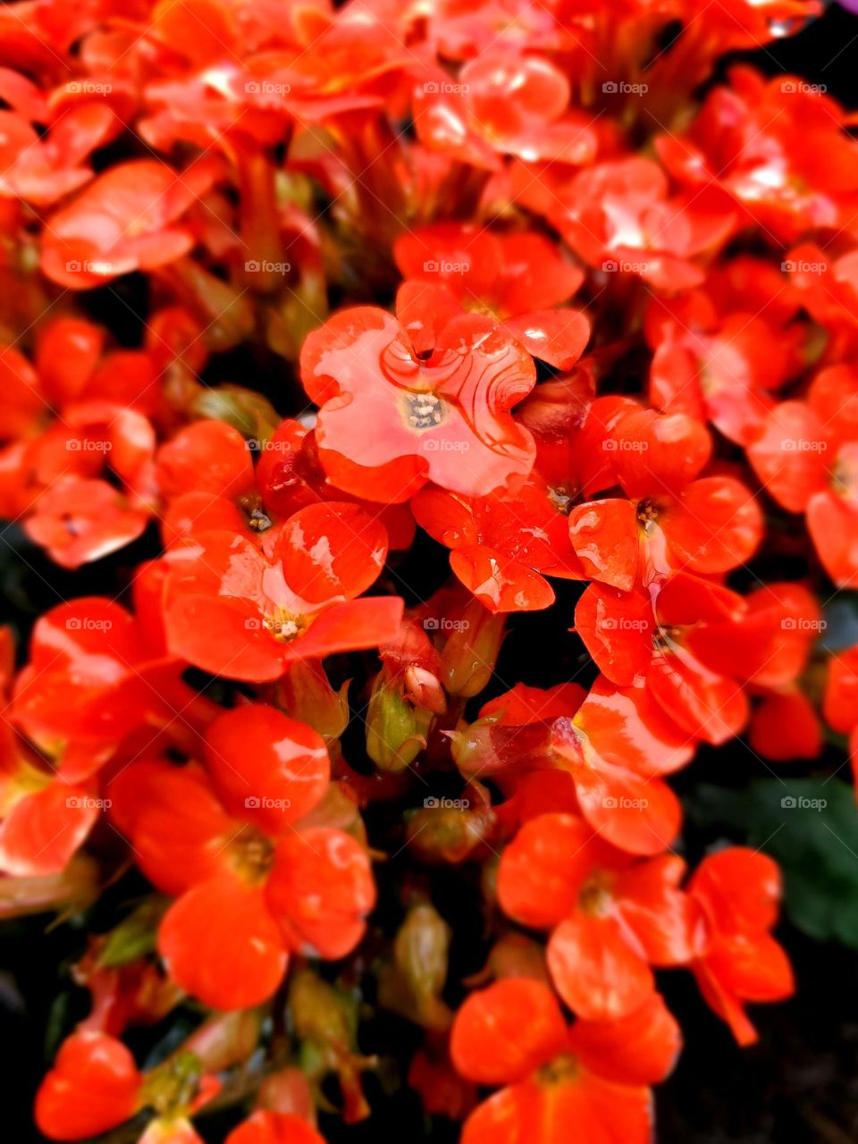 Rain drops collect on small flowers following a storm
