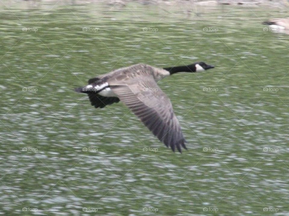 In Flight. Bird watching geese move around the river. 