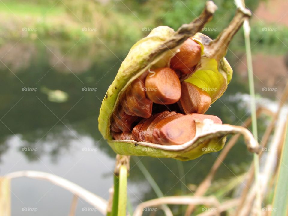 seeds in a pod