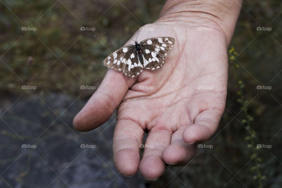 Butterfly on human hand