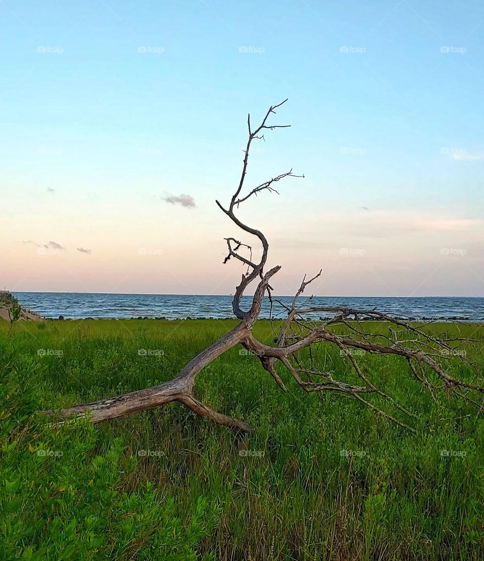 Nature