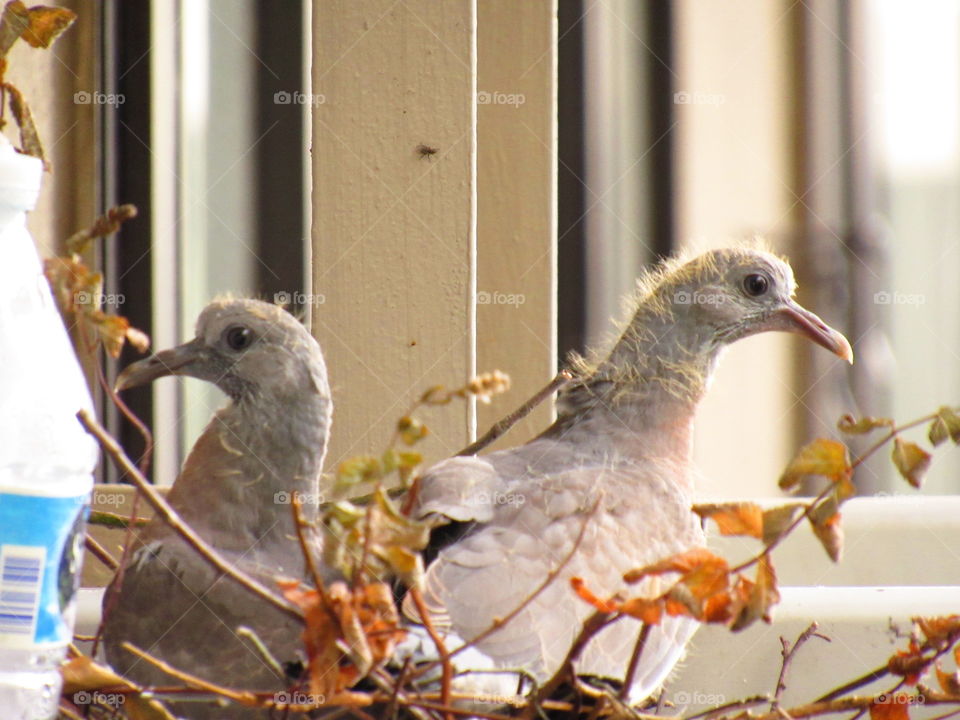 baby pigeons