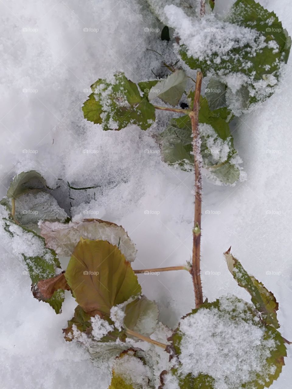 frozen raspberry