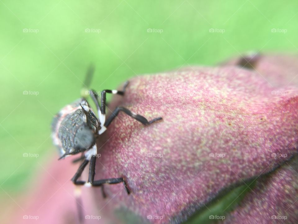 Beetle on yucca seed