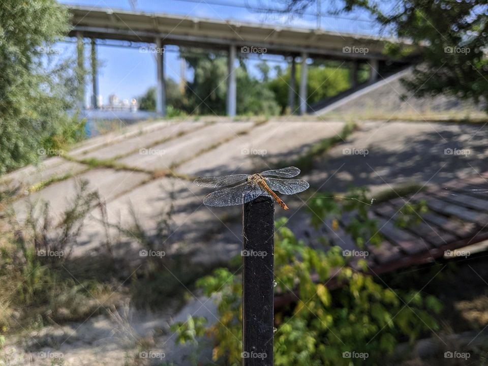 dragonfly