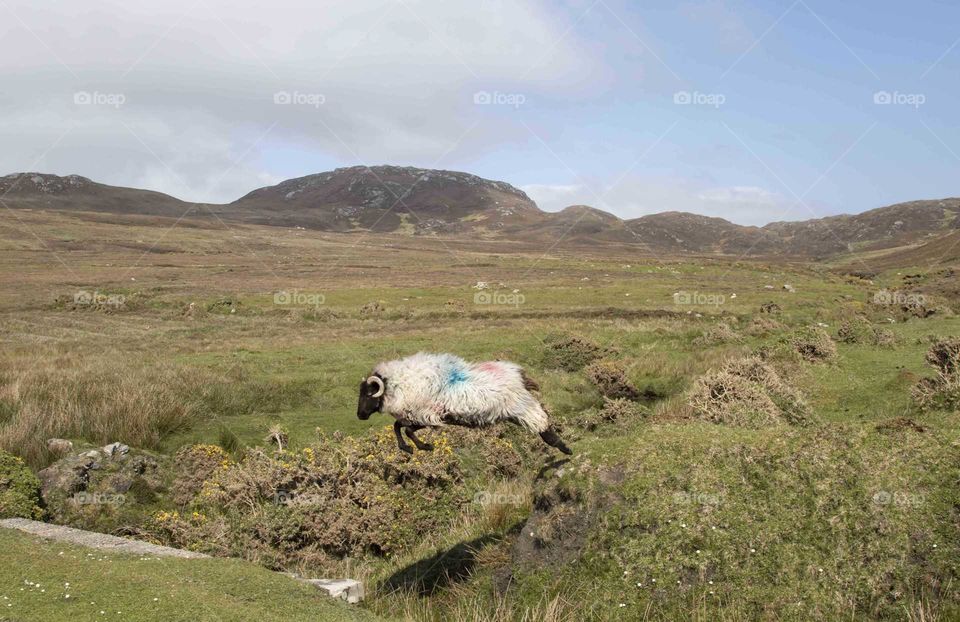 Sheep Olympics in Ireland