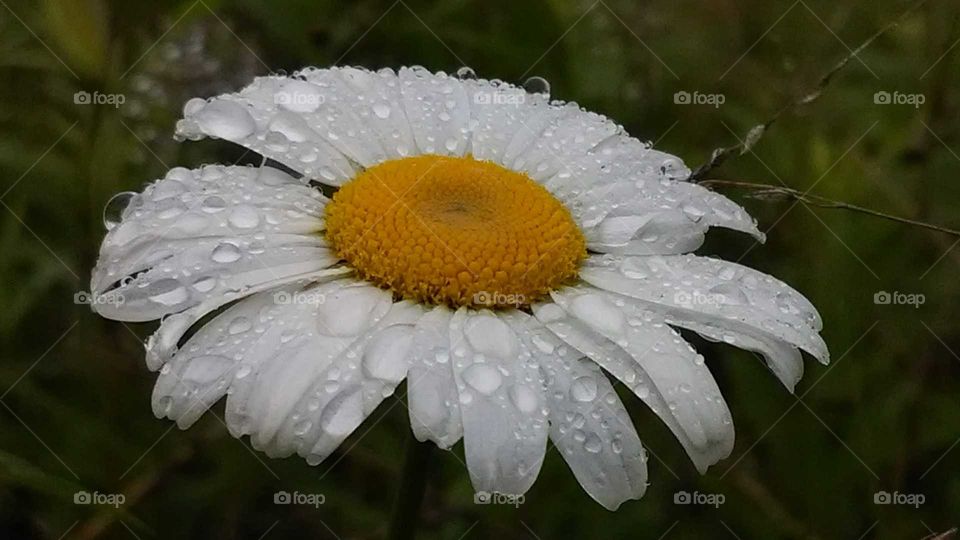 rain drops on a daisy
