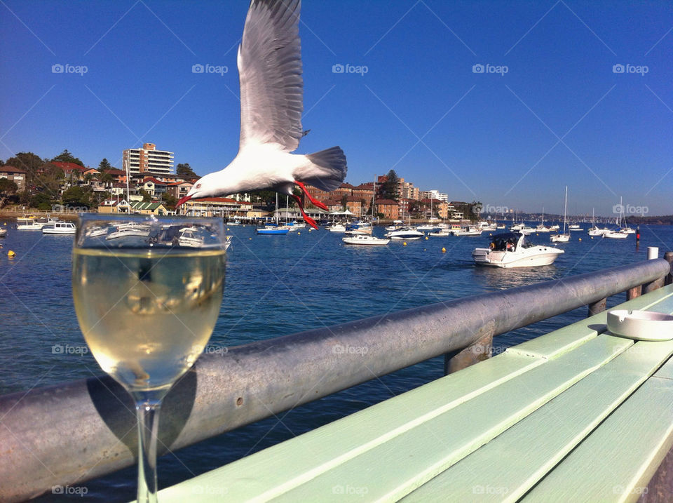 THE WINE IS THAT GOOD SEAGULLS WANT TO HAVE A SIP!