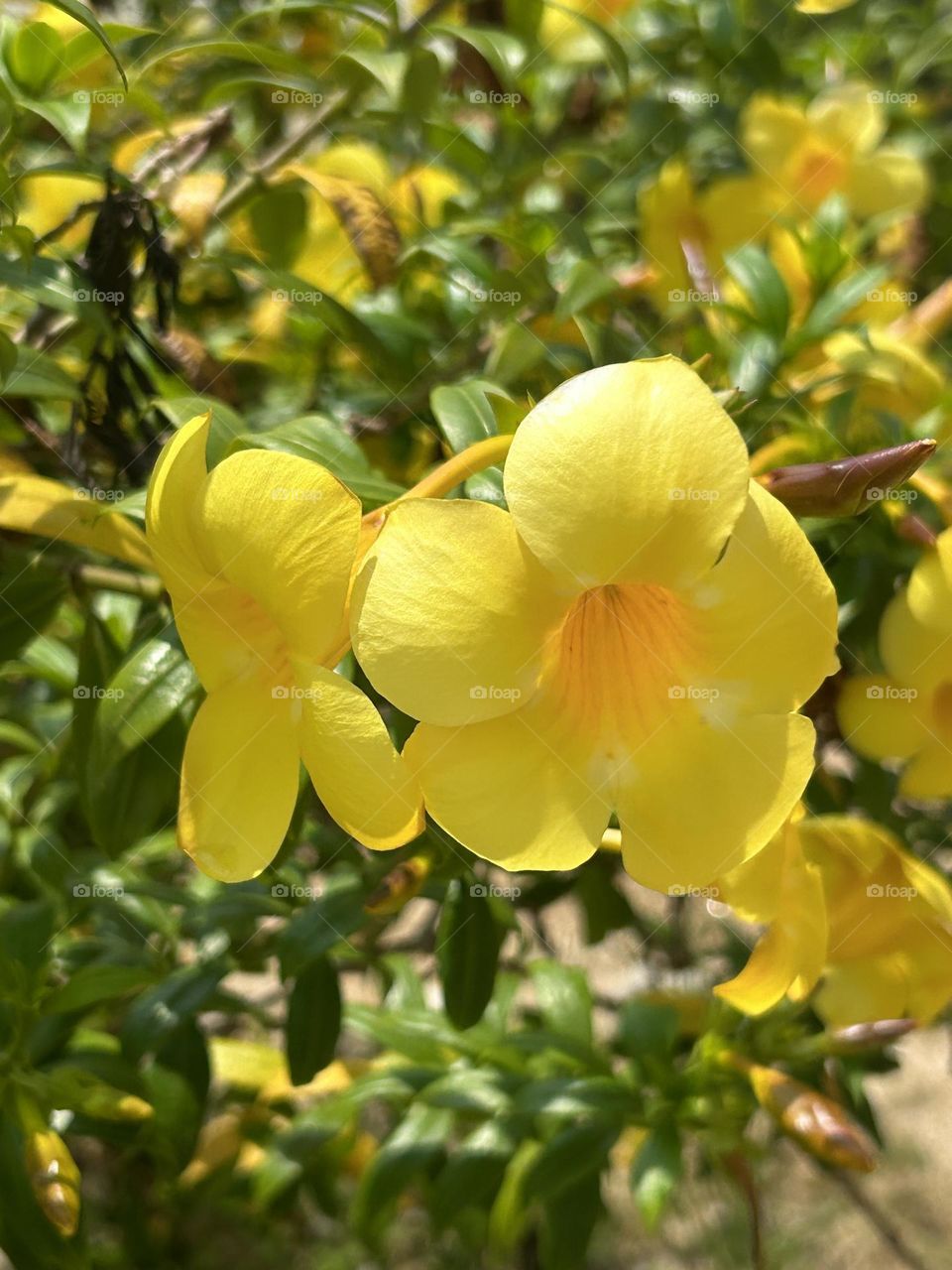 Allamanda Cathartica flower