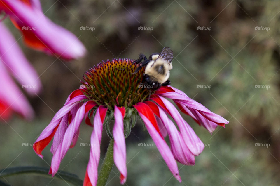 Bee on coneflower