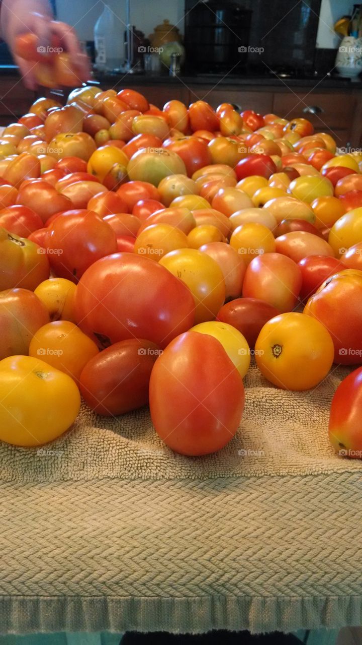 Non GMO tomato's. My garden harvest, non GMO, all organic, Maine 2014