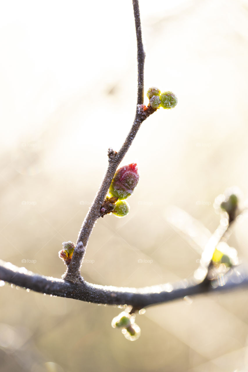 A portrait of a small frozen red flower bud against the bright morning sunlight standing on a branch.