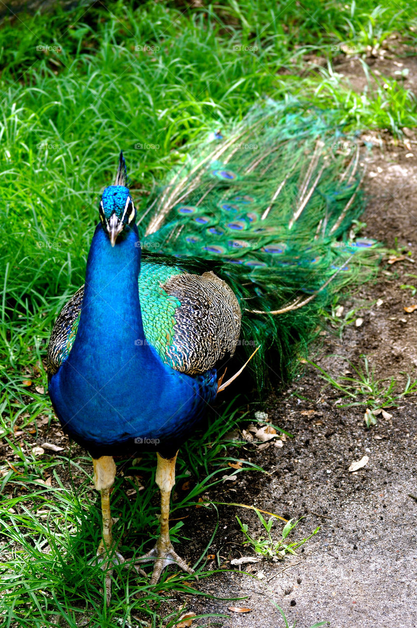 outdoors colors animal usa by refocusphoto