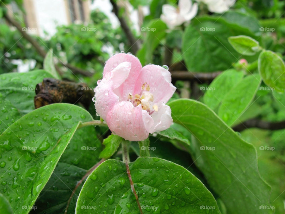 Flower in rain