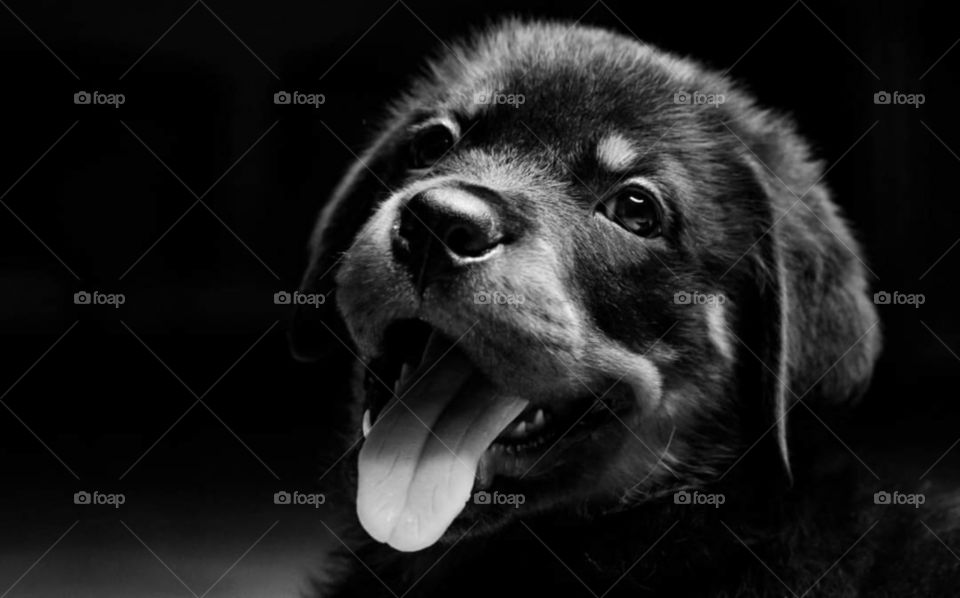 Baby dog my friend's dog