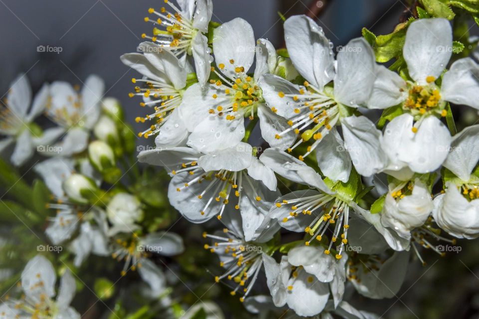 Branch of cherry blossoms during the rain.